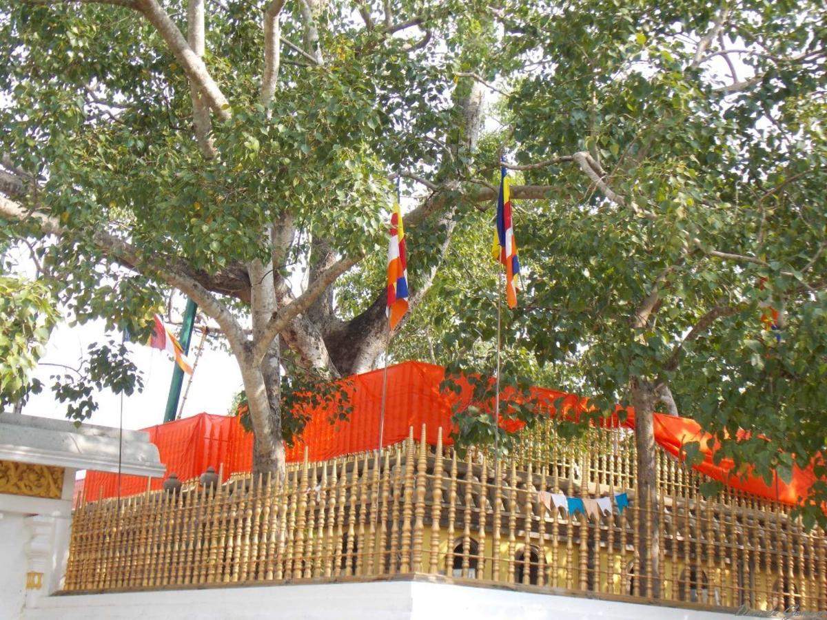 Kubura Resort Anuradhapura Kültér fotó